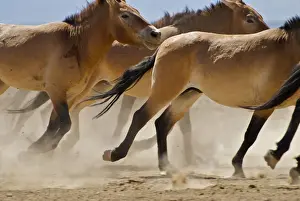 Cantering Prints: Przewalski Wild Horses - Xinjiang China