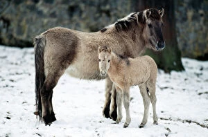 PrzewalskiÃs / Takhi / Mongolian Wild HORSE - side view, with young