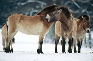 PrzewalskiÃs / Takhi / Mongolian Wild HORSES - grooming