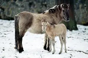 Foals Prints: Przewalski's Horse With foal