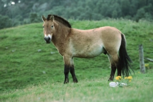 Images Dated 14th February 2008: Przewalski's horse Highland Wildlife Park Scotland