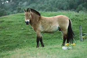 Wildlife Park Prints: Przewalski's horse Highland Wildlife Park Scotland