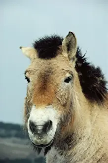 Przewalski's Horse PM 6118 Mongolian wild horse Equus ferus © Pat Morris / ardea. com