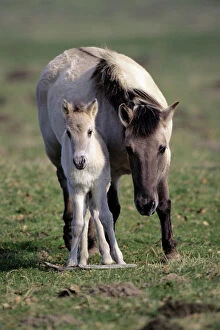 Przewalskis / Takhi / Mongolian wild horse - mare with foal