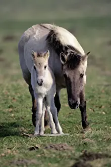 Horse Prints: Przewalski's /Takhi/ Mongolian wild horse - mare with foal Hessen, Germany