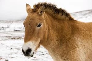 Images Dated 31st January 2009: Przewalski's / Takhi / Mongolian Wild Horses. Cevennes - France