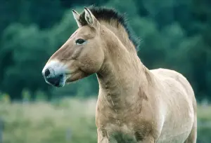 Wildlife Park Prints: Przewalsks horse - Highland Wildlife Park Scotland, UK