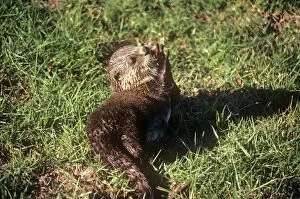 PS-2020 African Clawless Otter