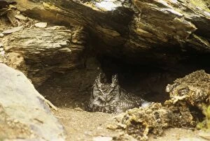 PS-2576 Spotted Eagle Owl - on nest