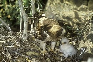 PS-2935 Booted Eagle - at nest with chicks