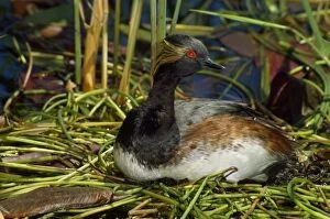 PS-3150 Black-necked / Eared Grebe - male on nest