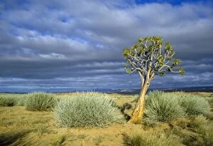 PS-3351 Namibia - Quiver / Kokerboom tree (Aloe dichotoma)