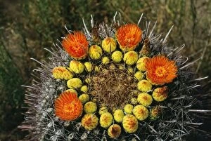 PS-3525 Barrel Cactus - in bloom