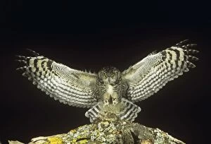 PS-4835 Spotted Eagle Owl - landing