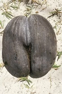 PS-5889 Coco-de-mer / Maldive Coconut Seed - On ground