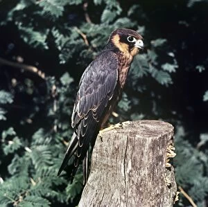 PS-60 AFRICAN HOBBY - juvenile, perched on tree stump