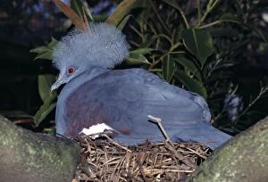 PS-7071 Western crowned-pigeon. Also known as: Blue crowned-pigeon, common crowned pigeon