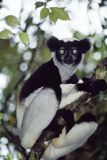 Indri