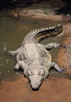 PS-8838-M Nile Crocodile