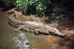 PS-8839 Nile Crocodile - By water edge