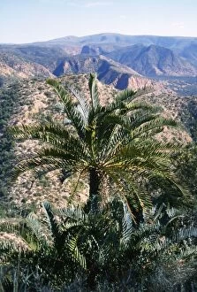 Cycad Gallery: PS-9443