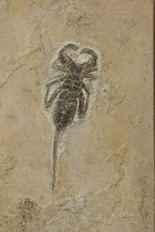 Images Dated 1st February 2006: Pseudoscorpion Fossil - Ceara-Brazil - from Santana Formation - Lower Cretaceous