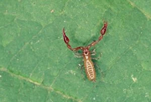 Images Dated 6th February 2006: Pseudoscorpion - from leaf litter UK