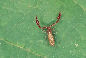 Pseudoscorpion - from leaf litter UK