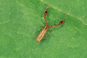 Images Dated 26th November 2012: Pseudoscorpion - from leaf litter - UK