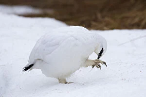 Ptarmigan - cock preening in winter plumage - Iceland
