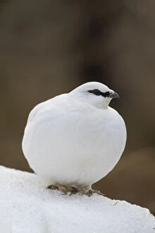Ptarmigan - cock in winter plumage - Iceland