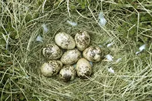 Ptarmigans Prints: Ptarmigan Eggs JLM 7984 In Nest © John Mason / ARDEA LONDON