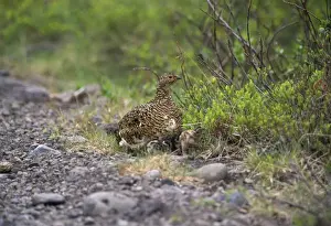 Ptarmigans Prints: Ptarmigan - female with chicks