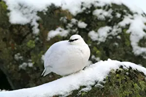 Ptarmigan - female, Winter Cairngorns Scotland, February