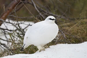 Grouse Gallery: Ptarmigan - female in winter plumage - Iceland