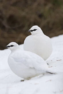 Ptarmigan - flock in winter plumage - Iceland