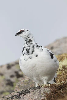 Grouse Gallery: Ptarmigan - male in winter plumage - Cairngorms
