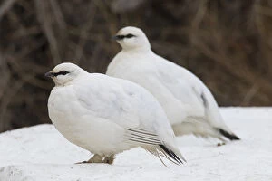 Grouse Gallery: Ptarmigan - pair in winter plumage - Iceland