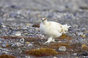 Ptarmigans Prints: Ptarmigan - Searching for food on scree Lagopus mutus Svalbard (Spitsbergen) Norway BI017030