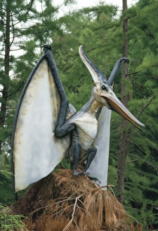 Images Dated 15th September 2006: Pteranodon Dinosaur Reconstruction - flying reptile, diet fish, weight 35lb, wingspan 23-25 foot