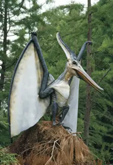 Reconstructions Prints: Pteranodon Dinosaur Reconstruction - flying reptile