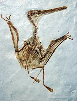 Prehistoric Prints: Pterodactyl - fossil