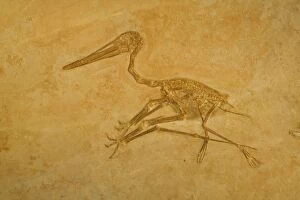 Images Dated 16th August 2005: Pterodactyl Fossil - Jurassic Eichstatt, Germany E50T3978