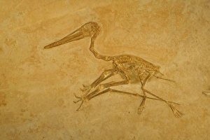 Images Dated 16th August 2005: Pterodactyl Fossil - Jurassic Eichstatt, Germany E50T3978