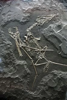 Images Dated 23rd April 2007: Pterosaur- fossil flying reptile