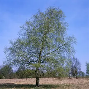 Birches Prints: Pubescent Birch - April, with new laeves