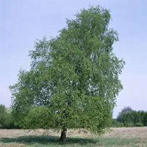 Birches Prints: Pubescent Birch - May, in full leaf