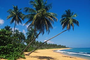 Puerto Rico, Isla Verde, palm trees