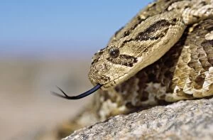 Images Dated 18th November 2004: Puff Adder
