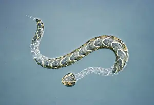 From Above Prints: Puff Adder